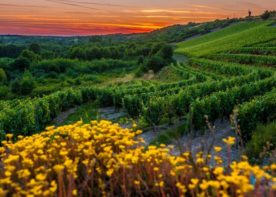 S.-Gaudard-Faye-d-Anjou---Vignoble-AnjouTourisme S.-Gaudard-Faye-d-Anjou---Vignoble-AnjouTourisme