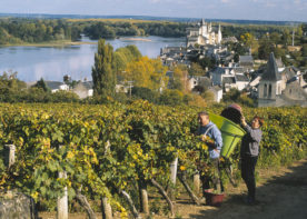 VIGNOBLE VIGNOBLE